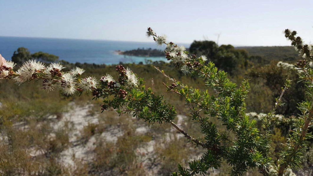 The History and Science of Kunzea Oil