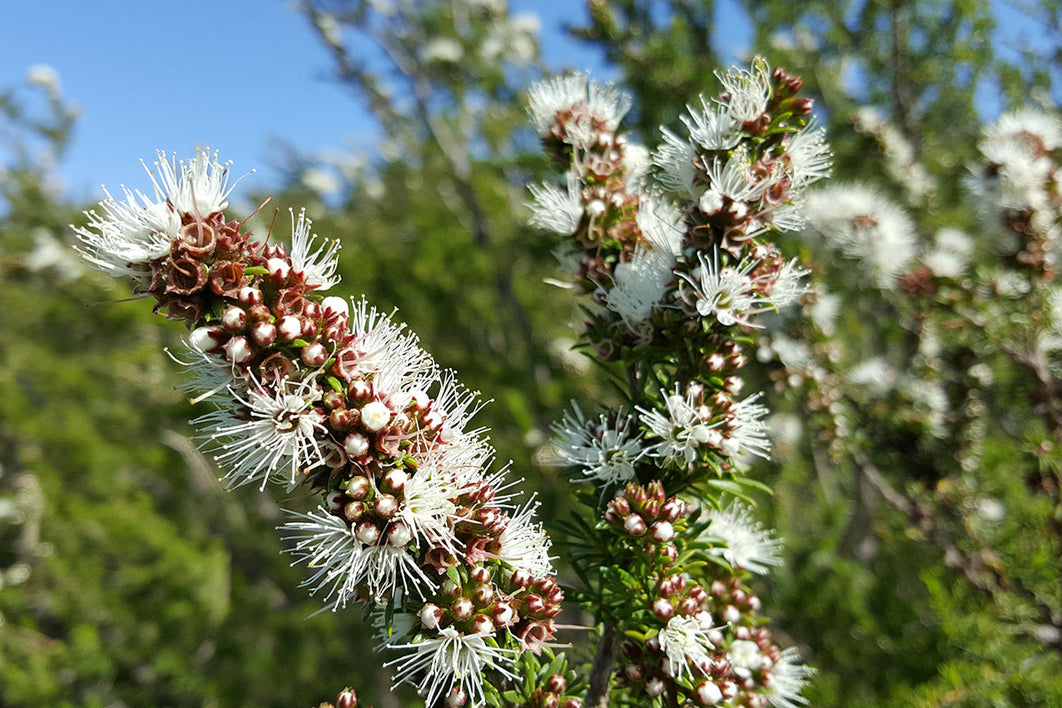 15 Benefits and Uses of Kunzea Oil