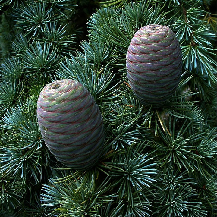 Cedarwood