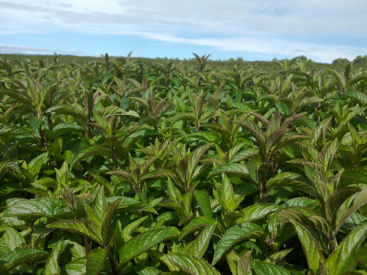 Australian Peppermint