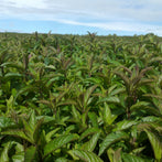 Australian Peppermint