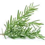 Rosemary Leaf