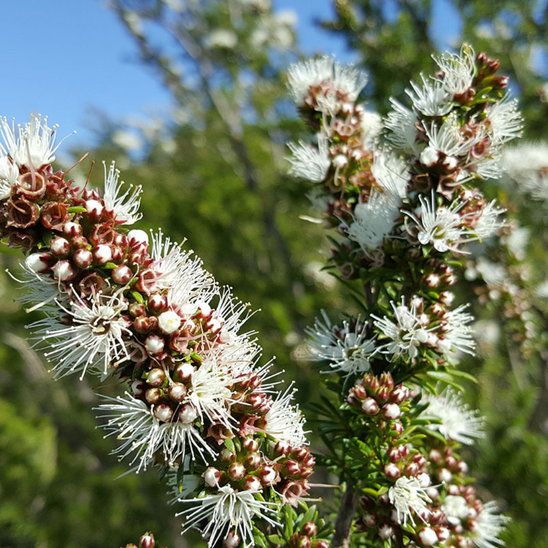 Kunzea Essential Oil 100mL
