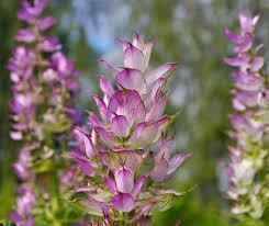 Clary Sage