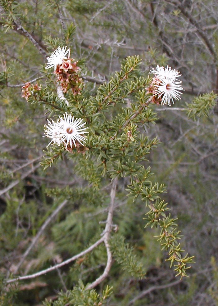 Kunzea Leaves (Kunzea ambigua (leaf)) — ingredient used in Zea natural wellness products