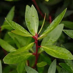 Mountain Pepperleaf